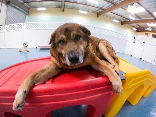 Dog day care center Escondido