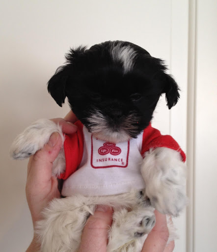 Auto Insurance Agency «State Farm: Aaron Starwalt», reviews and photos