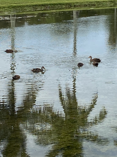 Public Golf Course «Bonaventure Golf Club», reviews and photos, 200 Bonaventure Blvd, Weston, FL 33326, USA