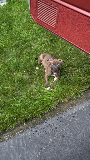 Pet Supply Store «Petco Animal Supplies», reviews and photos, 1574 N Dupont Hwy #300, Dover, DE 19901, USA