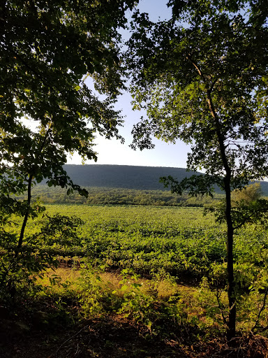Grocery Store «Kreeky Tree Farm», reviews and photos, 8755 Jones Rd, Slatington, PA 18080, USA