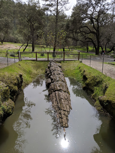 National Forest «Petrified Forest», reviews and photos