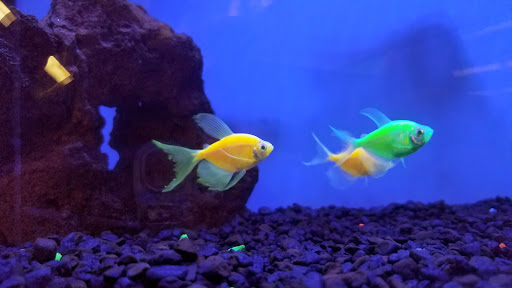 Pet Supply Store «Petco Animal Supplies», reviews and photos, 4908 Kingston Pike, Knoxville, TN 37919, USA