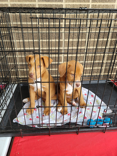 Pet Supply Store «Petco Animal Supplies», reviews and photos, 2241 Porter Creek Dr, Fort Worth, TX 76177, USA