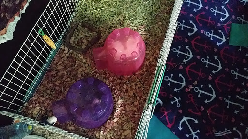 Pet Supply Store «Pet Supplies Plus», reviews and photos, 2180 Dixie Hwy, Fort Mitchell, KY 41017, USA