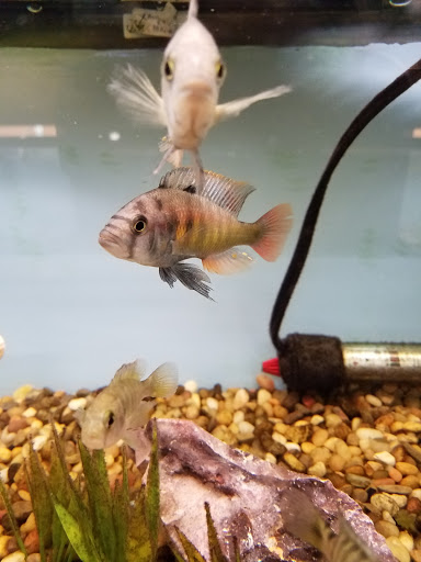 Tropical Fish Store «Pet Friendly Inc», reviews and photos, 845 Manitou Rd, Hilton, NY 14468, USA