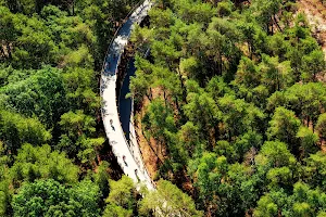 Cycling through the Trees image