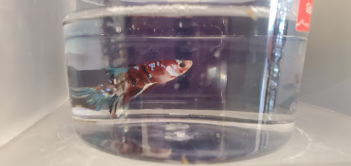 Pet Supply Store «Petco Animal Supplies», reviews and photos, 17132 W Colfax Ave, Golden, CO 80401, USA