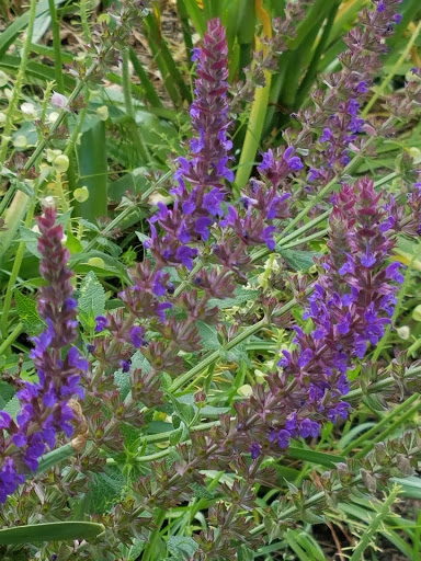 Museum «Voelker Orth Museum», reviews and photos, 14919 38th Ave, Flushing, NY 11354, USA