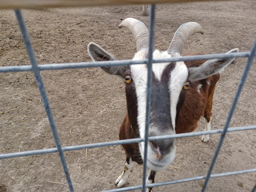 Tourist Attraction «Bloomsbury Farm», reviews and photos, 3260 69th St, Atkins, IA 52206, USA