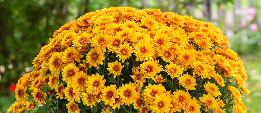 Grocery Store «Schnucks», reviews and photos, 1615 Camp Jackson Rd, Cahokia, IL 62206, USA