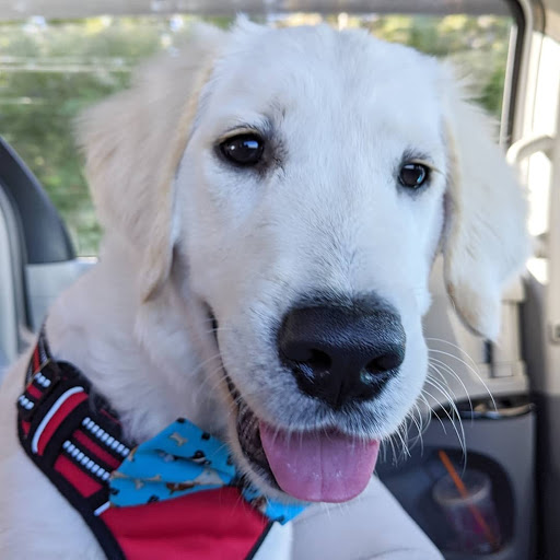 Pet Groomer «ITIG Happy Dog Wash», reviews and photos, 6465 S Chickasaw Trail, Orlando, FL 32829, USA