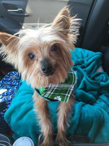 Animal Shelter «South Suburban Humane Society», reviews and photos