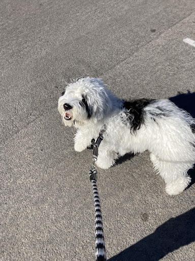 Pet Supply Store «Petco Animal Supplies», reviews and photos, 1320 E Lincoln Way p101, Sparks, NV 89434, USA