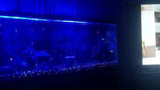 Pet Supply Store «Petco Animal Supplies», reviews and photos, 1080 Washington Square Center, Washington, MO 63090, USA