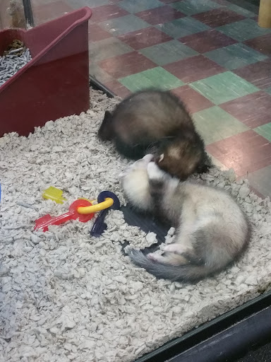 Pet Store «The Pet Zone», reviews and photos, 20 W Oak St, Pittston, PA 18640, USA