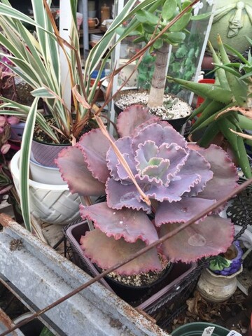 Florist «Ames Greenhouse», reviews and photos, 3011 S Duff Ave, Ames, IA 50010, USA