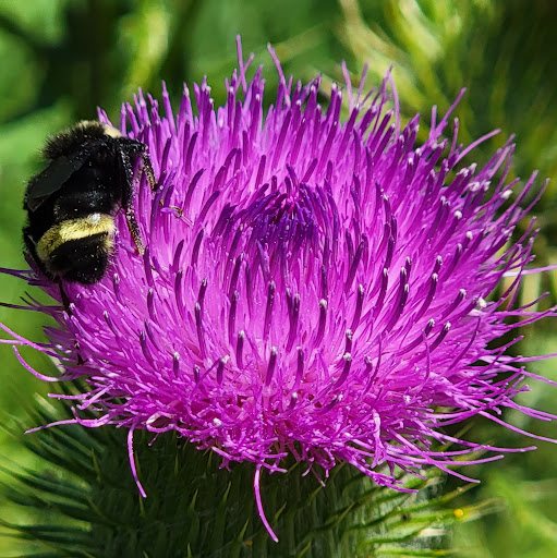 Park «Commonwealth Lake Park», reviews and photos, SW Butner Rd & SW Huntington Ave, Cedar Hills, OR 97225, USA