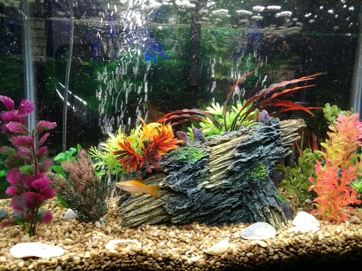 Aquarium Shop «Wet Pets by Steve», reviews and photos, 504 W Main St, Norman, OK 73069, USA