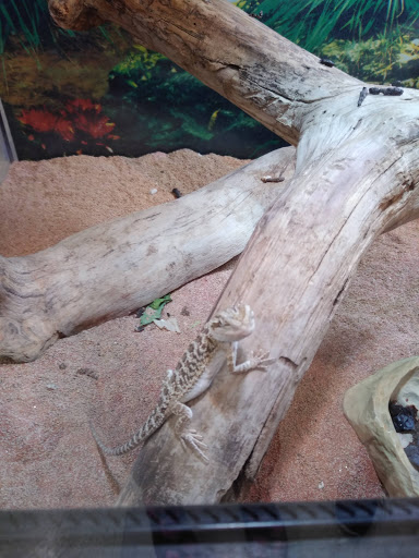 Pet Store «Petland», reviews and photos, 351 Diederich Blvd, Ashland, KY 41101, USA