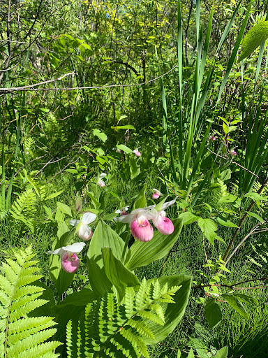 Nature Preserve «Eshqua Bog Natural Area», reviews and photos, Garvin Hill Rd, Woodstock, VT 05091, USA