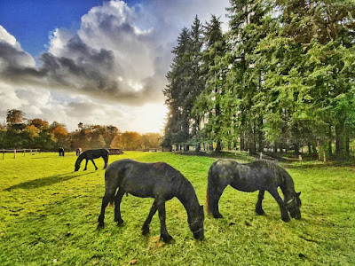 Le Parc du Château de Chantore à Bacilly