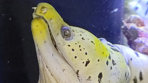 Pet Store «Moby Dick Pet Store Inc», reviews and photos, 3700 Sashabaw Rd, Waterford Twp, MI 48329, USA