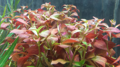 Pet Supply Store «Oddball Pets and Aquariums», reviews and photos, 262 Joseph St, Pittsburgh, PA 15227, USA