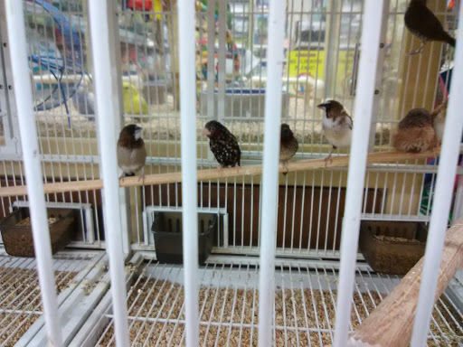 Pet Supply Store «Pet Supermarket», reviews and photos, 465 State Rd 13, Fruit Cove, FL 32259, USA