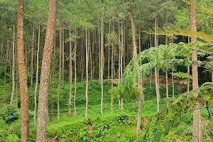 Pinea Forest Mangli image