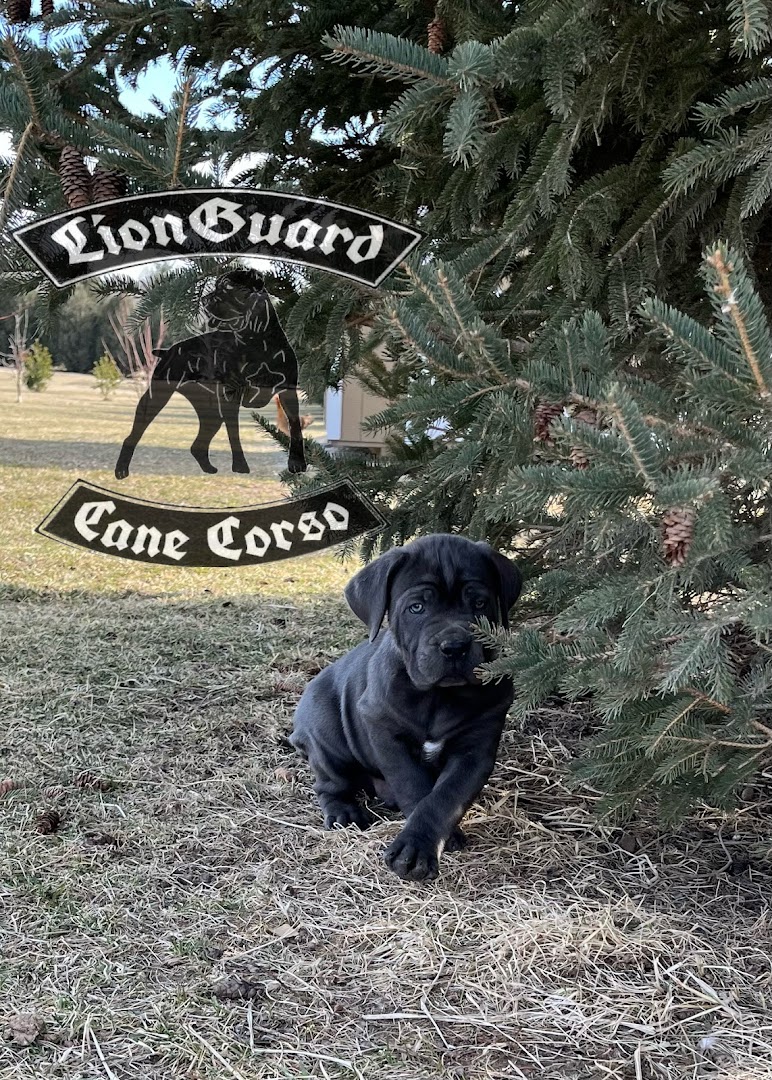 LionGuard Cane Corso