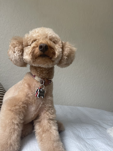 Pet Supply Store «Petco Animal Supplies», reviews and photos, 15895 Pines Blvd, Pembroke Pines, FL 33028, USA