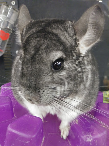 Pet Supply Store «PetSmart», reviews and photos, 745 W Huntington Dr, Monrovia, CA 91016, USA