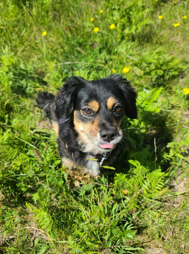 Pet Supply Store «Petco Animal Supplies», reviews and photos, 5190 Borgen Blvd #201, Gig Harbor, WA 98332, USA