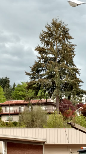 Grocery Store «Safeway», reviews and photos, 401 E Columbia River Hwy, Clatskanie, OR 97016, USA