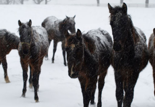 Bed & Breakfast «Shamrock Farm Bed & Breakfast», reviews and photos, 2388 Millville Rd, Lapeer, MI 48446, USA