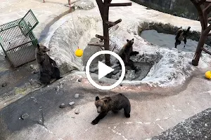 Noboribetsu Bear Park - Second Enclosure (Female) image