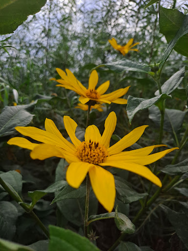 Park «Smith Park», reviews and photos, 8155 Park Ave S, Bloomington, MN 55420, USA