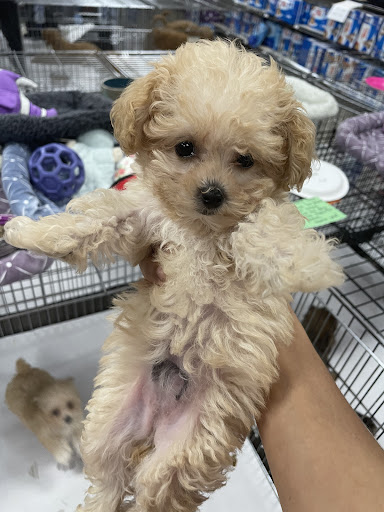 Pet Store «Pet World - Auburndale», reviews and photos, 3637 Havendale Blvd, Auburndale, FL 33823, USA