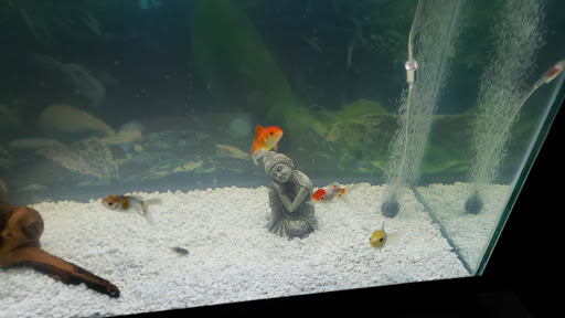 Pet Supply Store «Pet Supplies Plus», reviews and photos, 700 Boston Rd Suite 12b, Billerica, MA 01821, USA