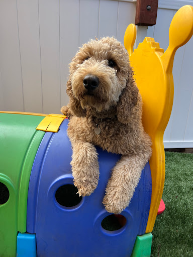 Hot Dog On A Leash image