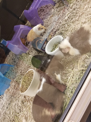 Pet Supply Store «Petco Animal Supplies», reviews and photos, 2515 Corridor Way #3, Coralville, IA 52241, USA