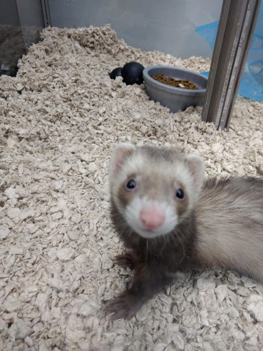 Pet Supply Store «Pet Supplies Plus», reviews and photos, 319 Massachusetts Ave, Lunenburg, MA 01462, USA