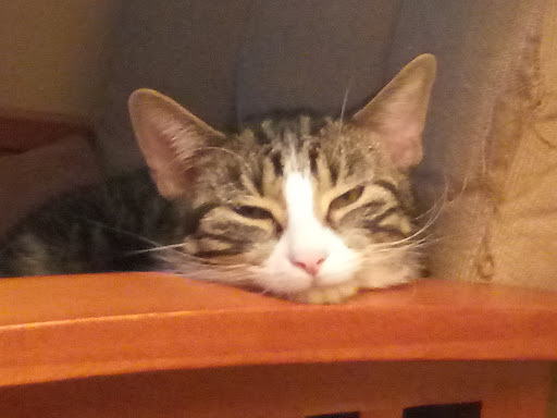 Pet Supply Store «Petco Animal Supplies», reviews and photos, 5925 US-6, Portage, IN 46368, USA