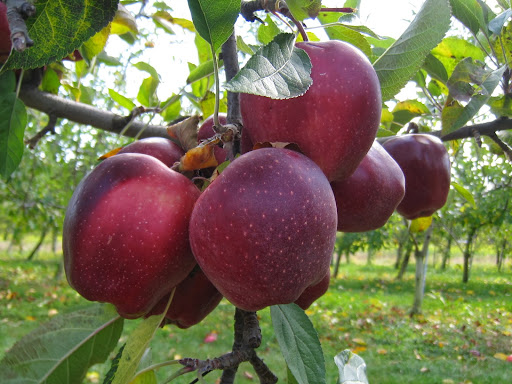 Greenhouse «Stony Hill Gardens», reviews and photos, 8 NJ-24, Chester, NJ 07930, USA