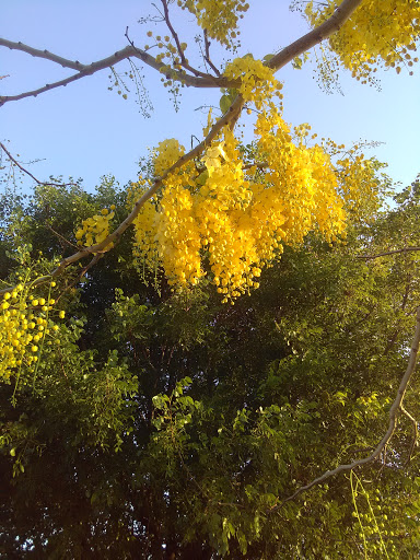 Recreation Center «Betty T. Ferguson Recreational Complex», reviews and photos, 3000 NW 199th St, Miami Gardens, FL 33056, USA