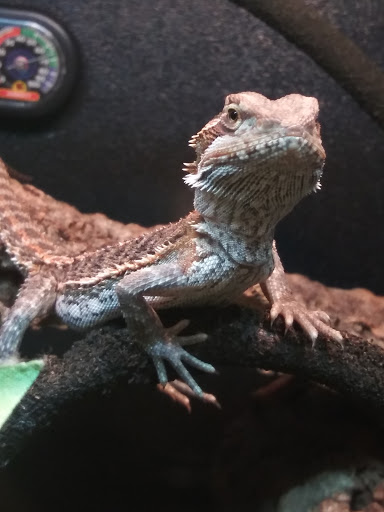 Pet Supply Store «Pet Supplies Plus», reviews and photos, 1289 N Milwaukee Ave, Chicago, IL 60622, USA