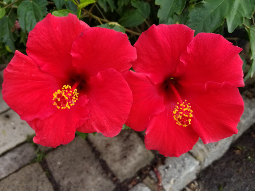 Garden Center «Blooms at Belle Mead», reviews and photos, 1980 US-206, Belle Mead, NJ 08502, USA