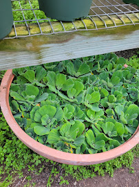 Johnson's Garden Center & Florist - Photo 6 - Car repair in Macon, GA, Macon