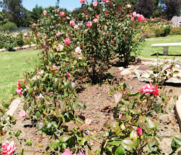 Durbanville Rose Garden photo